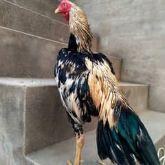 pure merathi, amroha mianwali Aseel contact 03015304706