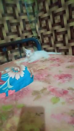 Persian