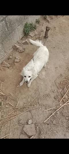 Russian female for sale
