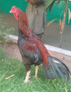 high quality aseel for sale and exchange