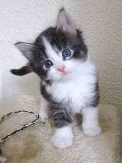 Persian