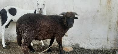 domba desi ghar ka pala howa or bakra
