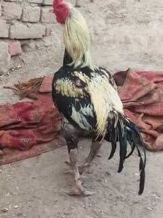 aseel jawa hai quality chiks full aqtiv watsap 03147671096