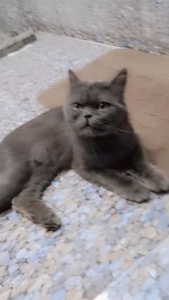 Persian male cat for sale