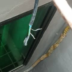 A.