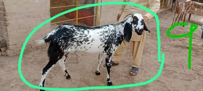 Goats