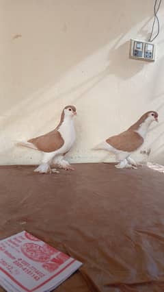Lahore Sherazi pigeon 02 breeder pair available