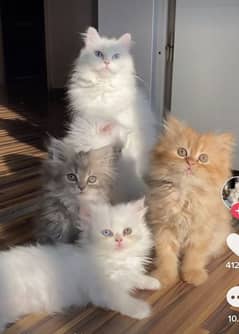 Persian