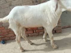 Bakra argent for sale 03/35/33/64/48/5