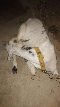 Goat for Sale