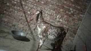 boht e pyari khubsurt bakri for sale qurbani