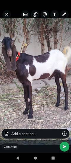 Kamori long height do dant Bakra