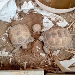 Russian tortoise