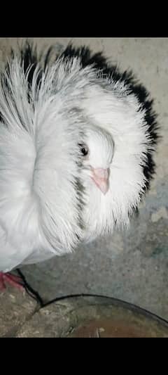 Naqab