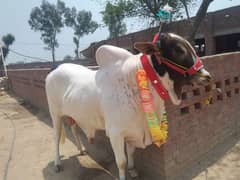 bull