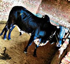 Bachra