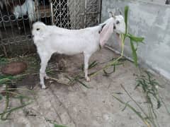 Gulabi bakri 4 daant
