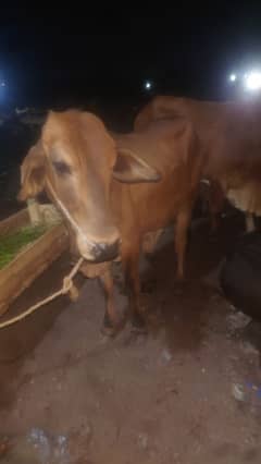 qassab chaye toh rabtaa tarain 03130475944