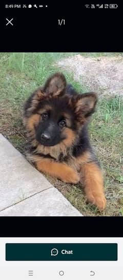 German shepherd puppies Double CoatMy WhatsApp number 03407290940