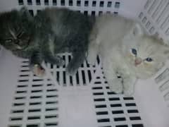 Persian cat 2 month double coat female babies