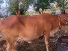 qurbani