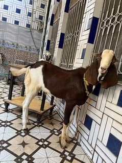bakra for sale --- read ad first