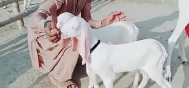 Gulabi