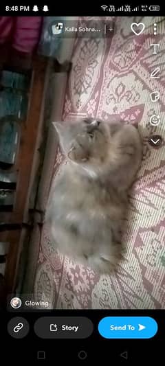 cat pershion female