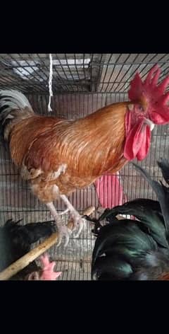 beautiful hen sale