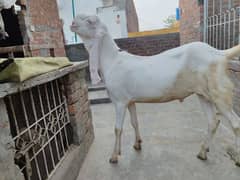 bakra