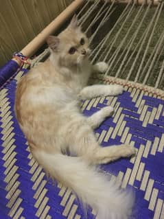 Persian Cat