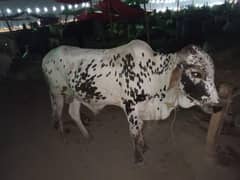 2 Daant Bachda For Sale (Northern Bypass)