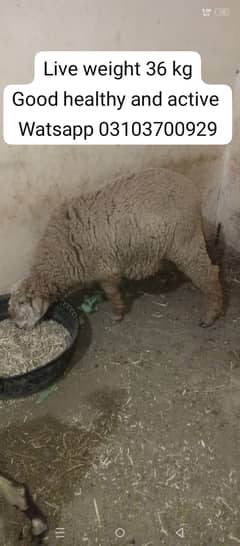 Sheep