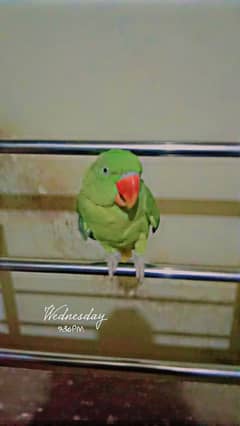 parrot