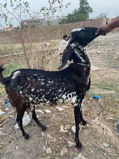 Ghar ke bakre ha whatsapp no 03269189860
