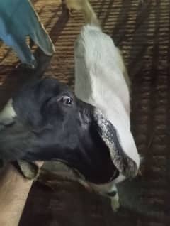 Bakra
