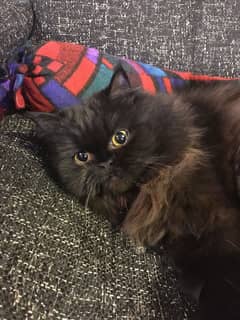 persian cats