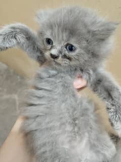 White, gray and ginger color kittens for sale