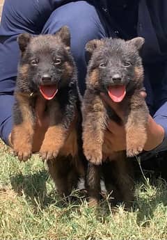German Shepherd double coat pair 2 month for sale