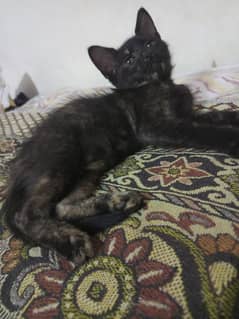 Kittens
