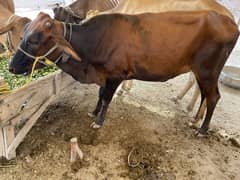 Qurbani k janver sale k lia available hn
