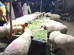 Bakra
