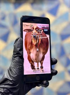 Apple iPhone 7 Plus