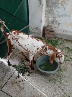 Bakra jori for sale