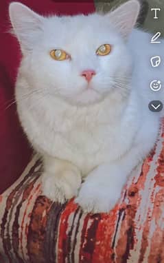 male Persian cat