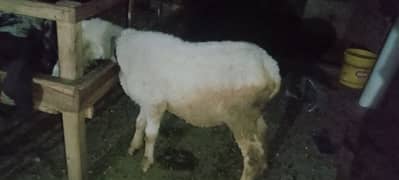 Qurbani Bakra Mundra for Sale 2025