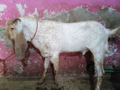 4 Dant Desi china Bakra healthy and active for sale