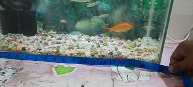 Aquarium