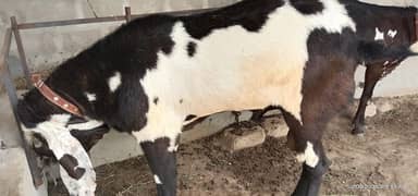 Nagra beetal breader bakra