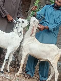 Desi 2 Dant Jori Sale